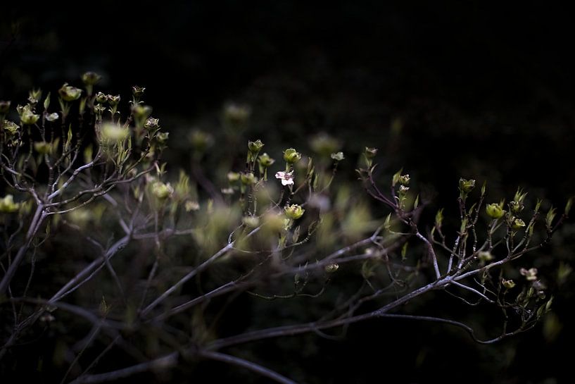 Sunset bottles green by True Color Stories