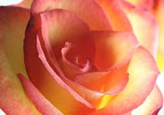 Rose makro von Roswitha Lorz Miniaturansicht