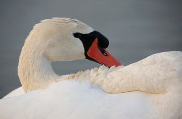 Höckerschwan von Frank Smedts