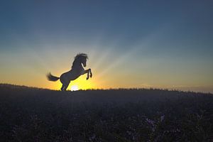 Aufsteigendes Pferd auf der Heide in der Morgendämmerung