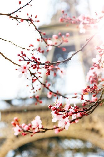 Blüte im Frühling am Eiffelturm von Dennis van de Water