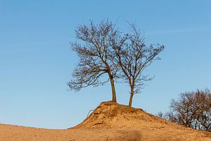waterleidingduinen
