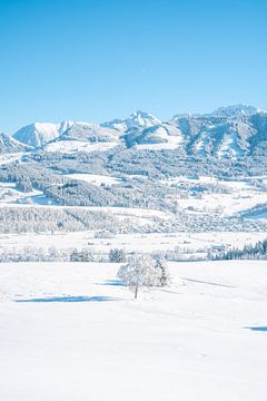 Wittelsbacher Höhe met linde in de winter met de Allgäuer Alpen en verse sneeuw van Leo Schindzielorz