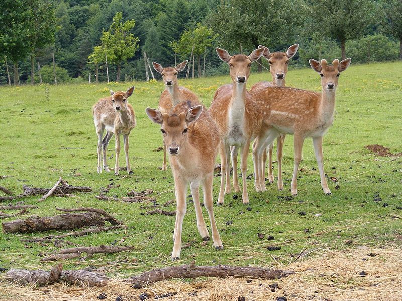 herten en reeën bij Berg en Dal by Mirjam van Ginkel
