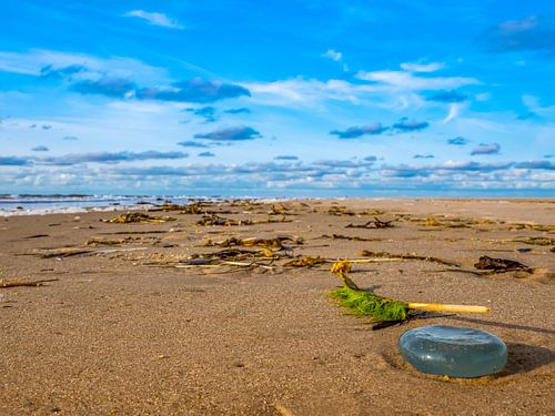 Méduses sur la plage de la mer du Nord