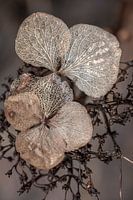 Hortensia in de nadagen. Taupe.