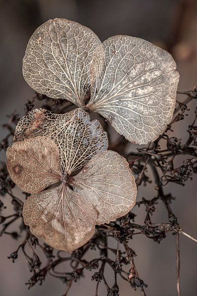 Hydrangea in its final days. Taupe. by Alie Ekkelenkamp