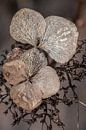 Hydrangea in its final days. Taupe. by Alie Ekkelenkamp thumbnail