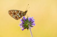 Small pearl-bordered fritillary
