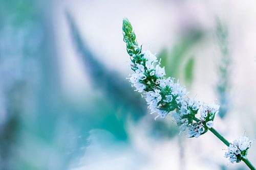 Koele munt von Maja Ooms