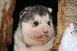 Baby Husky