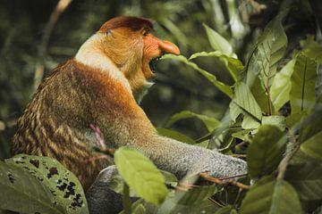 Singe à trompe sur Daniël Schonewille