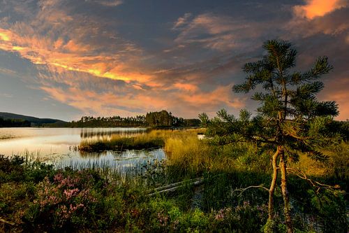 Verlangen naar de zomer