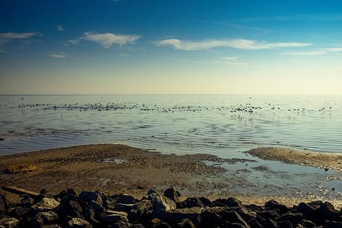 Verschiedene Vögel am Strand