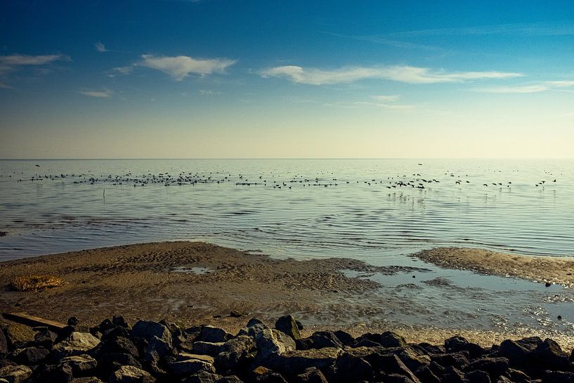 Verschiedene Vögel am Strand von nol ploegmakers