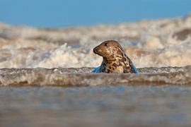 Grey Seal in the surf by Jeroen Stel