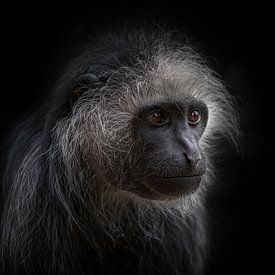 A fringe monkey portrait with dark background (square model) by Ron Meijer Photo-Art