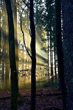 Zonnestralen in het bos. van Jurjen Jan Snikkenburg