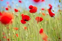 Roter Mohn in grün