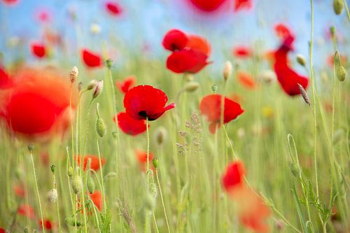 Red poppies in green