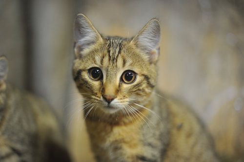 Katze