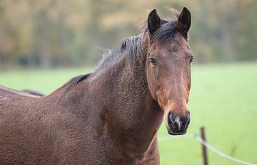 paard in de wei van Egon Zitter