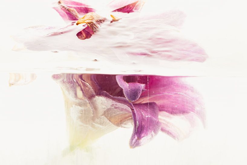 Lily in ice 1 by Marc Heiligenstein