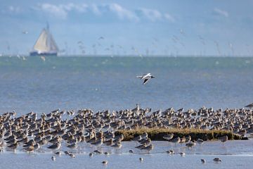 La mouette rieuse inspecte les courlis sur Terschelling sur HylkoPhoto