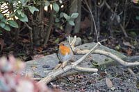 Robin side view