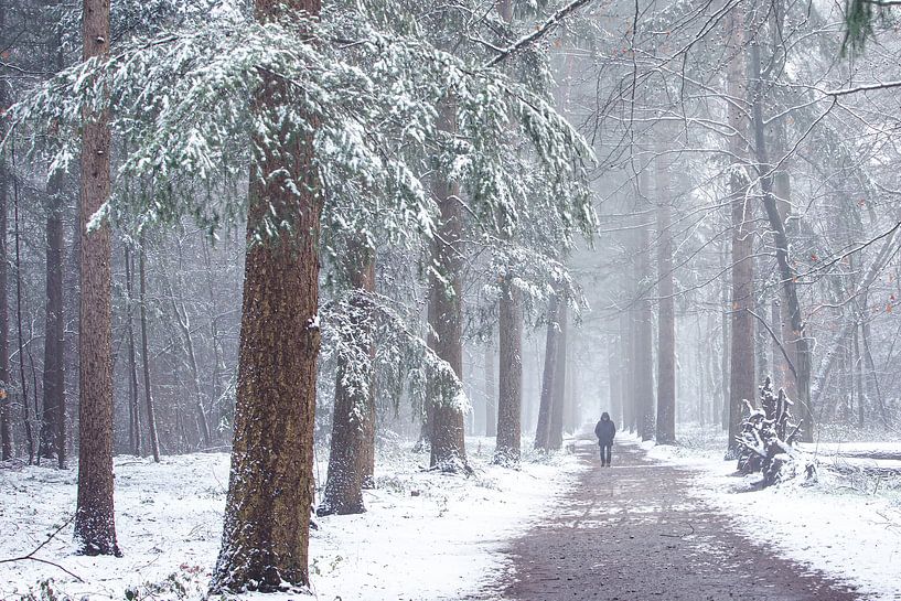 Zeisterbos in de sneeuw. Winter 2021 van Peter Haastrecht, van