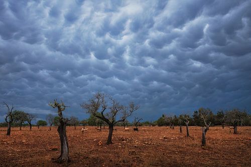 De bomen en de mammatuswolken van Martin Podt