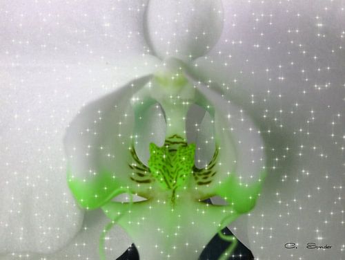 Orchideen Orchidee Phalnopsis Carmen Sander 