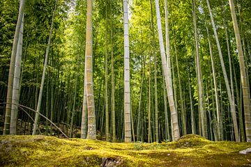 Forêt de bambous sur Zsa Zsa Faes
