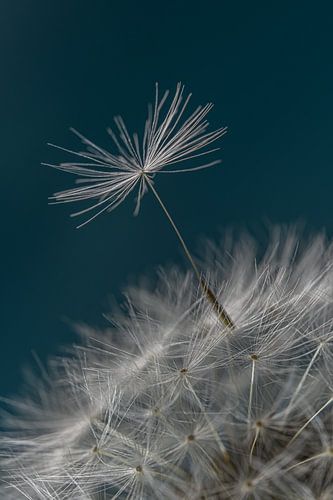 Het pluisje staat klaar om de pluizenbol te verlaten
