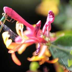 Dragonfly eats nectar from honeysuckle by Rob van Hilten
