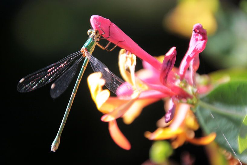 Dragonfly eats nectar from honeysuckle by Rob van Hilten