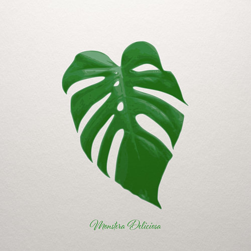Monstera Deliciosa