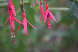 flower by Dries Remeysen