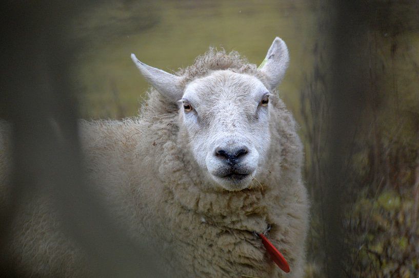 Können Sie es sehen? von Frank Ubachs fotografie