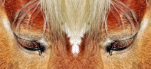 Les yeux du cheval sur CreaBrig Fotografie