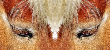 Les yeux du cheval sur CreaBrig Fotografie