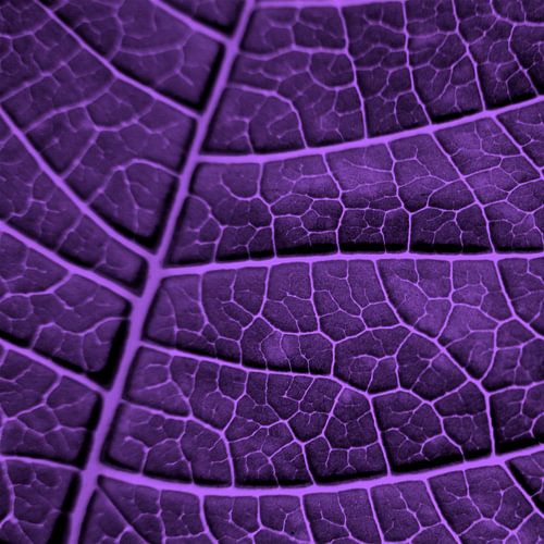 LEAF STRUCTURE ULTRAVIOLET no3