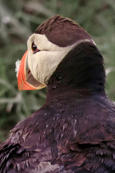 Puffin by Mirjam van de Ven