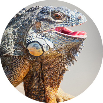 Varaan met open mond!