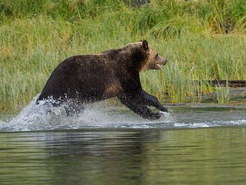 Grizzly rent door water van Muriel Polet