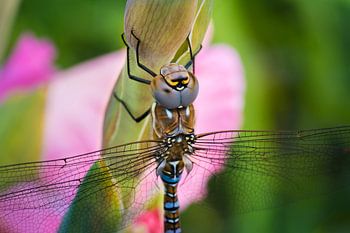 Majestic Dragonfly