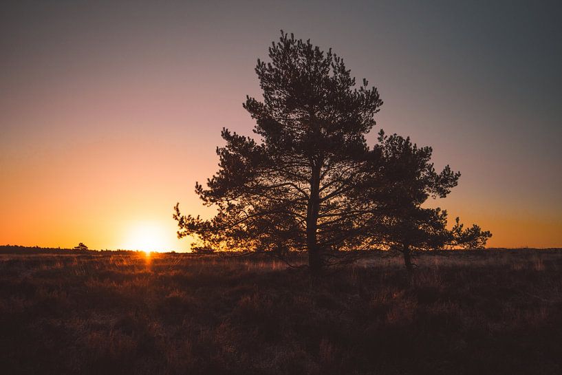 Sonnenaufgang über De Vosselt | Veluwe, Niederlande von Wandeldingen