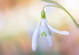 Schneeglöckchen offen von natascha verbij