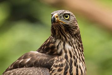 Hawk, Accipiter gentilis. A portrait of a Hawk by Gert Hilbink
