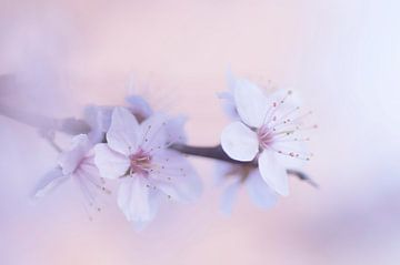 Blossom in pastel colour by Birgitte Bergman